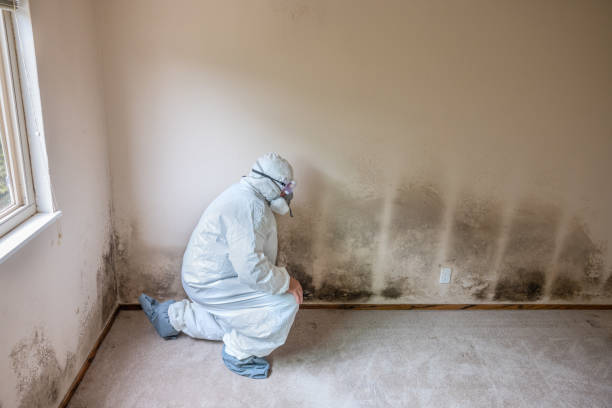 Best Commercial Mold Remediation in Manche Village, CA